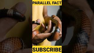 difference between venomous and non venomous snake | #shorts | #youtube_shorts | #youtube