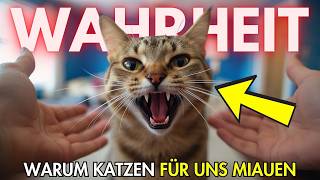 Why cats REALLY meow for us