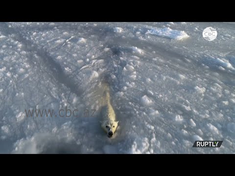 Белые медведи резвятся во льдах Чукотского моря
