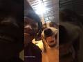 The dog that loves to imitate#dog#doglover#funnydog#fyp