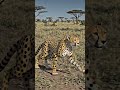 the cheetah is running speed