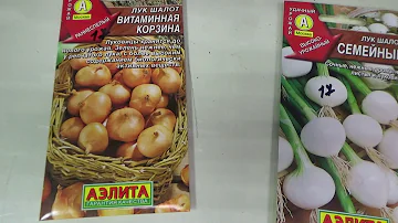 Семейка,так называют лук шалот. Краткий обзор.
