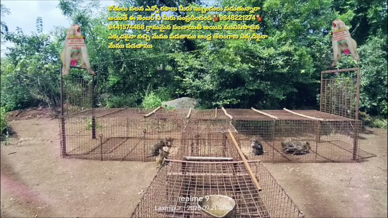 కోతులు వలన ఎన్నో రకాలు మీరు ఇబ్బందులు పడుతున్నారా అయితే ఈ నెంబర్ ని మీరు డయల్ 🐒9848221274🐒9441574468