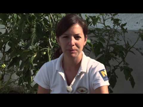 gartentipp:-august-aussaat-von-petersilie