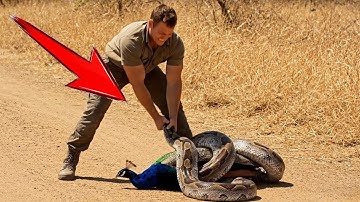 Animal Rescue: Mother Peacock Saved From Python Attack – Explained