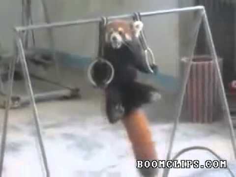 red-panda-training-for-olympics