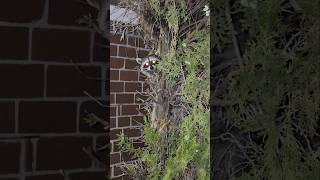 Beaker Completely Ignoring A Rac - He Knows Better