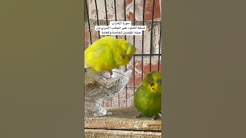 #سورة_الأحزاب #قرآن #آداب #المسلمين #المصحف #العراق #طيور #البادجي #quran #birds #budgies #america