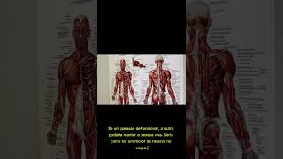e se o ser humano tivesse 2 corações #curiosidades #brasil #top5 #noticias #vocesabia #shortsvideos