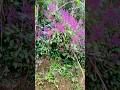 නෙළු මල් වසන්තය 🌸#travel #sri lanaka #nuwaraeliya