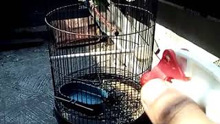 Cukup 3 Menit Melatih Lovebird Mandi Sendiri Tutorial Burung