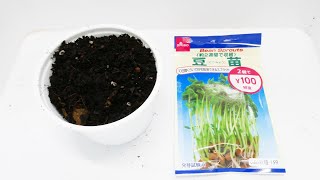 【スプラウト】豆苗の種を土に植えてみると？（ダイソー種）