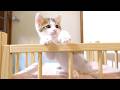 もふもふを断固拒否しちゃう子猫さん【赤ちゃん猫　保護猫】