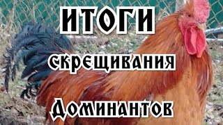 Скрещивание Доминантов. Итоги