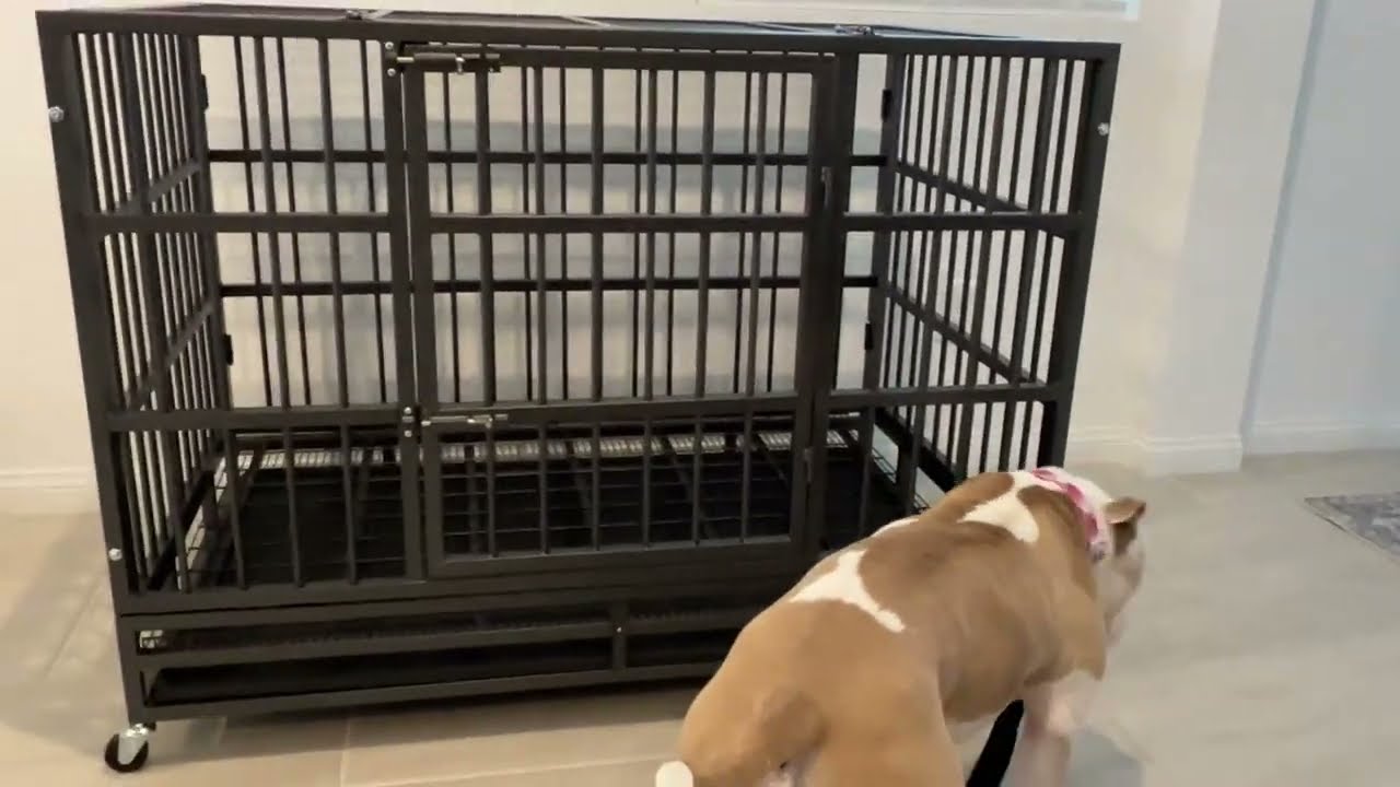 Watch Quick Review Lemberi Large Dog Crate with Wheels on Amazon Live