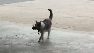 Mr Whiskers Catches a Rabbit 1 @codyace