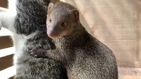 Super Funny Moment Latest Video ।। Cat Vs Mongoose #cat#mongoose #jhumuri vs dhadi  part - 1