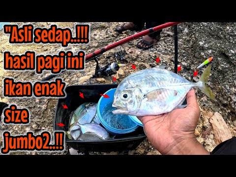 ASLI SEDAP ‼️ PAGI INI SARAPAN LAUK IKAN ENAK SIZE JUMBO-JUMBO