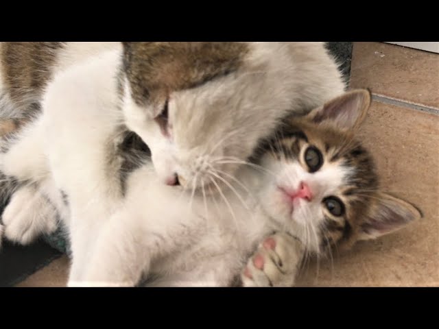 Anne Diyen Kedi Sesi Gercek Kedi Sesi Yavru Kedi Sesi Videolari Youtube
