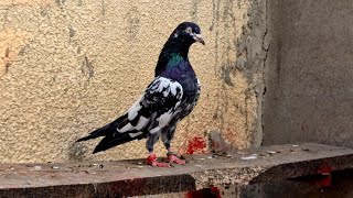 Chapdaar Teddy Kabootar | Ch Sakhi Muhammad Bhatti Pigeons