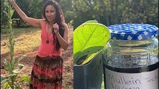 How to Make a Mullein Tincture