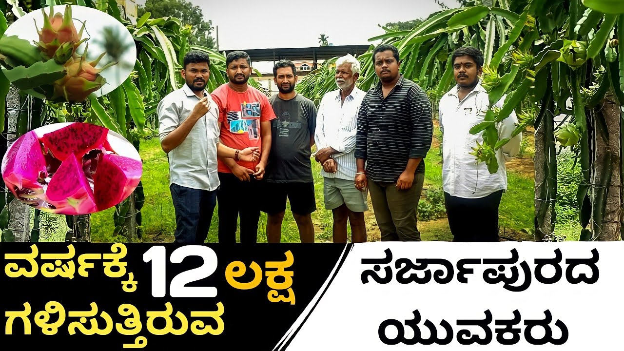 Dragon fruit farming in Karnataka | Dragon fruit farming in Banglore| |Dragon fruit||2022|