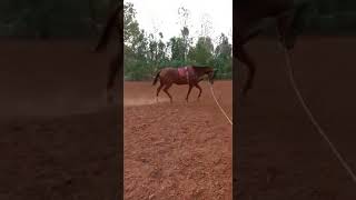 Natural Horsemanship at Kings Farm Horse Riding School Bengaluru India 