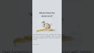 What killed the dodo bird?