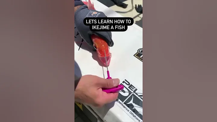 How to ikejime a fish in under 30 seconds
