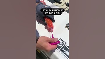 Thumbnail of How to ikejime a fish in under 30 seconds