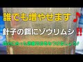【ホシタカめだか】#013 増えるゾウリムシ‼