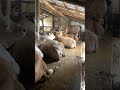 DEV BOĞALAR KURBANI BEKLİYOR