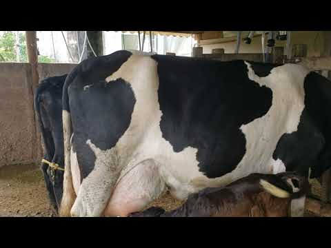Vídeo: Como Aliviar O Inchaço Do úbere Em Uma Vaca