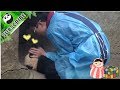 【Panda Theme】Hilarious moments of nannies feeding panda babies medicine | iPanda