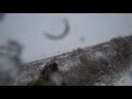 Pheasant hunting in Russia Охота на фазана в Амурской области