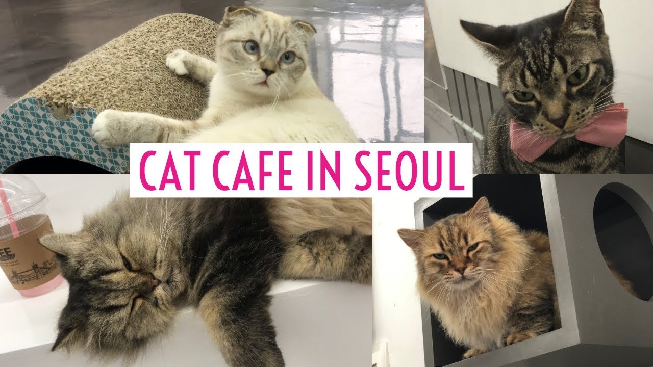 Super Cute CAT CAFE in Seoul YouTube