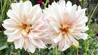 Let's Talk About Dahlias Are Dahlias Toxic To Humans