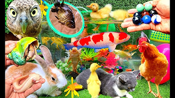 Bắt Cá, Cá Vàng Bơi, Cá Betta, Khám Phá Các Con Vật Dễ Thương, Con Mèo, Con Gà Trống, Con Thỏ Vlog