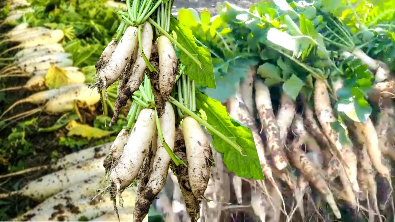 Moolly ki kheti | harvest Moolly | Radish Farm Harvest 