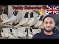 Teddy pigeon london  teddy kabootar uk england  teddy pigeon bilal liaqat 00447424672896