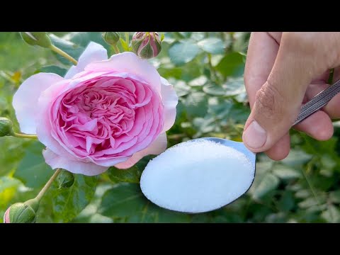 Vídeo: Ús d'adob d'hortensia: quan i com fertilitzar l'hortensia