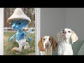 Dogs vs smurf cat in real life funny dogs maymo  friends