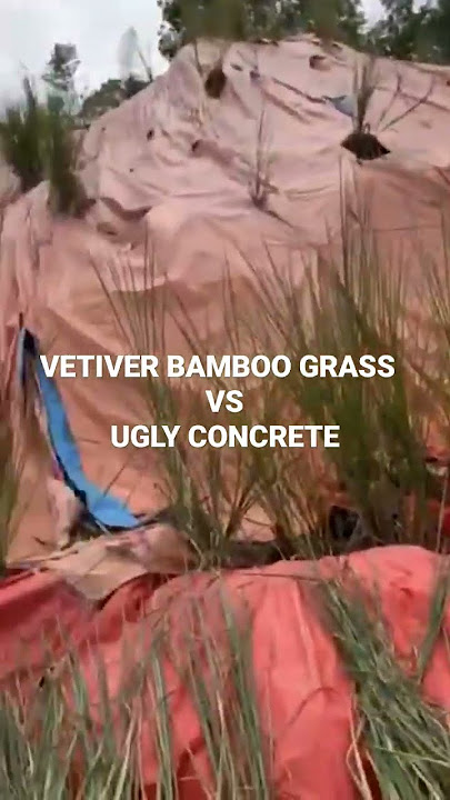 VETIVER GRASS  VS.  UGLY EXPENSIVE CONCRETE RETAINER WALLS