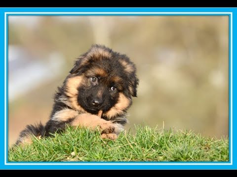 Vídeo: Qual A Aparência De Um Filhote De Cachorro Pastor Alemão?