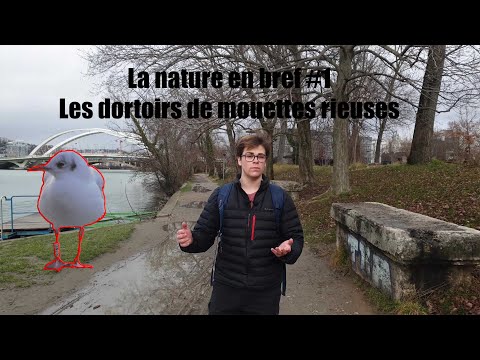 Vidéo: Où hiberne la mouette ? Faits intéressants sur les mouettes