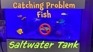 😡Catching Problem Fish!! 🚨 by Aquarium Service Tech 1,317 views 2 months ago 10 minutes, 55 seconds