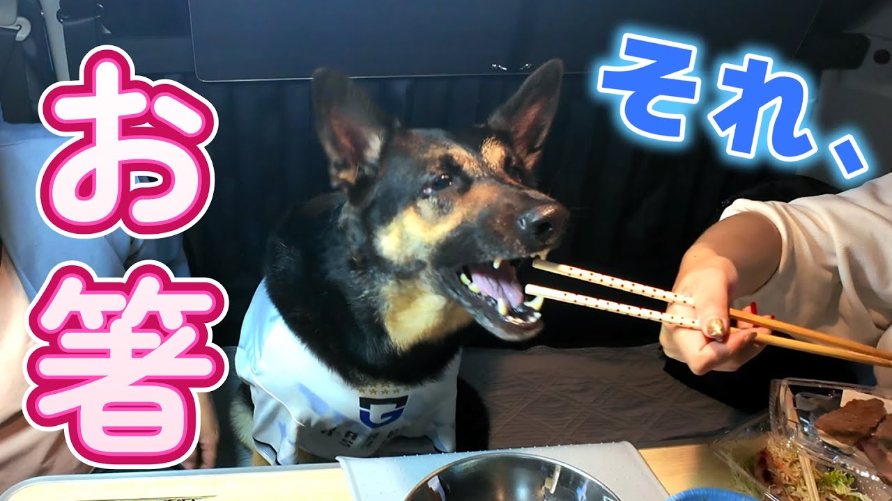 愛犬と車中飯で名古屋コーチン食べたら、でらうますぎてお箸までいっちゃいましたw