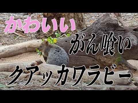 ジョネさんぽオーストラリア⑦餌を貪り喰うクアッカワラビーに遭遇!?