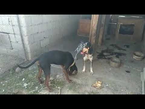 вязка Кунхаунда с Гасконской гончей