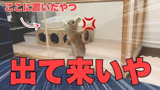 勝手に自分のベッドに物を置かれてブチギレのうさぎ　No.1125